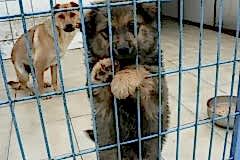HAYVAN-BARINAKLARI-2